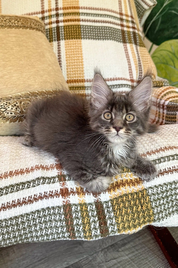 Gray Maine Coon kitten from the Beauty collection perfect for cat lovers
