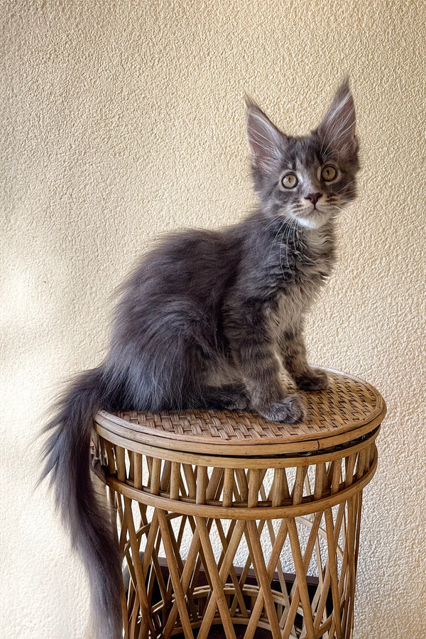 Cute Gray Maine Coon Kitten from Beauty | Maine Coon Kitten product lineup