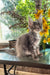 Adorable gray fluffy Maine Coon kitten from the Beauty collection