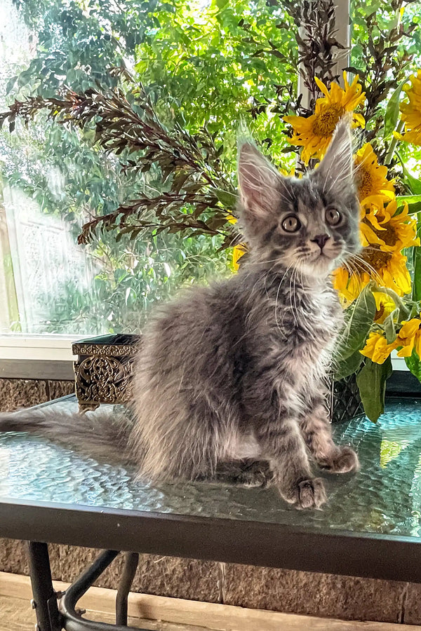 Adorable gray fluffy Maine Coon kitten from the Beauty collection