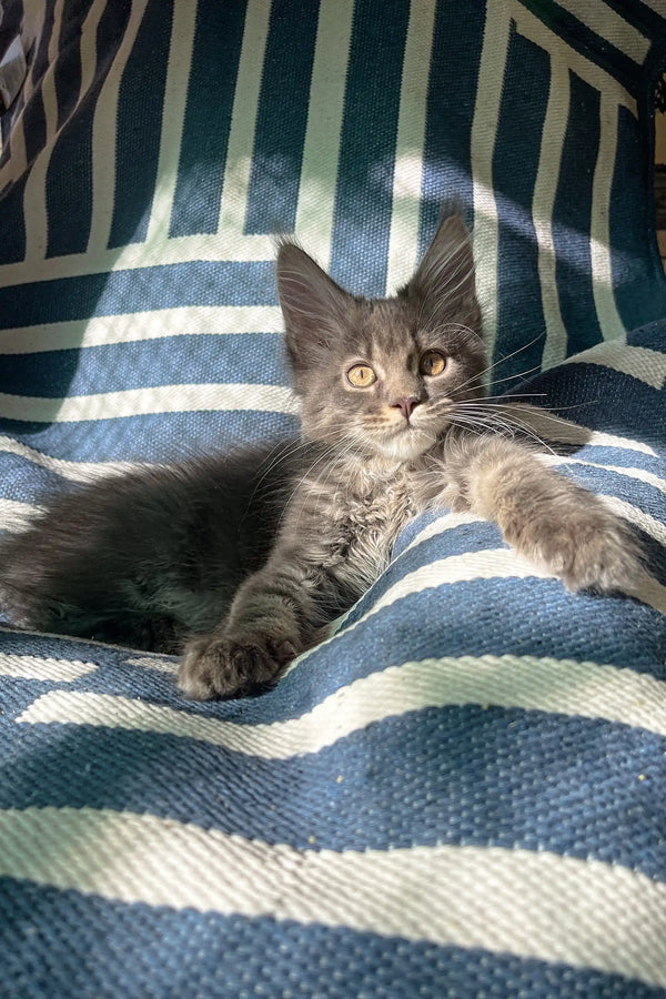 Gray Maine Coon kitten lounging on stylish striped fabric looking adorable and relaxed