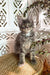 Cute Gray Tabby Maine Coon Kitten from Beauty | Maine Coon Kitten collection