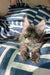 Gray Maine Coon kitten with tufted ears looking adorable and playful