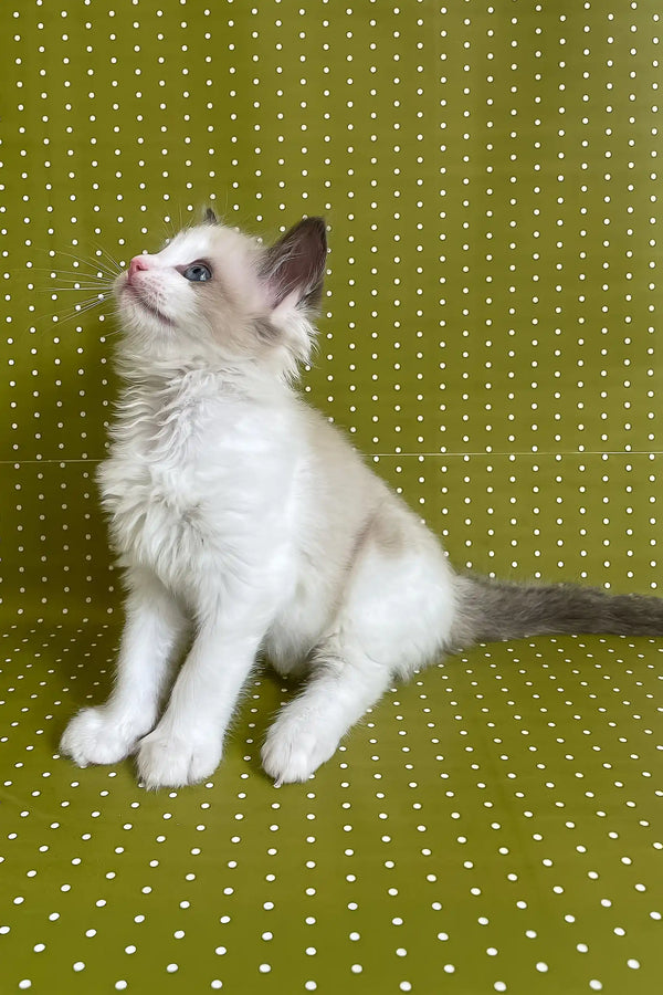 Bel | ragdoll kitten