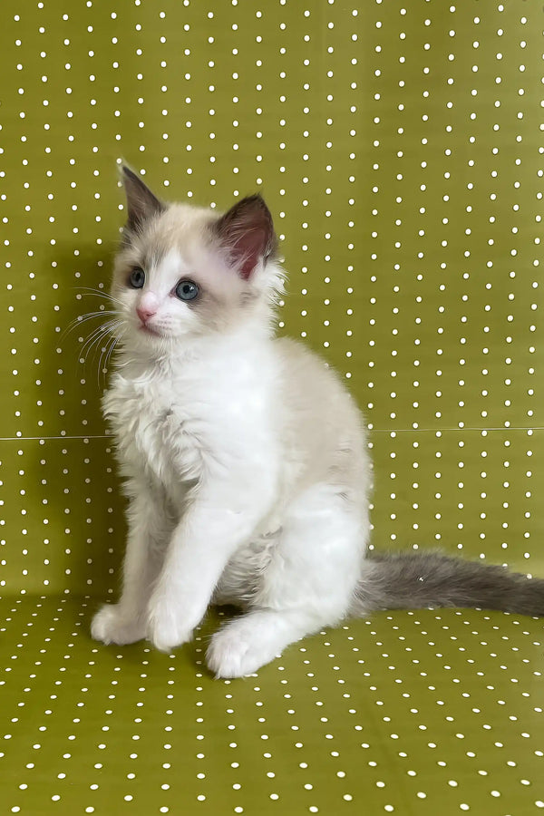 Bel | ragdoll kitten