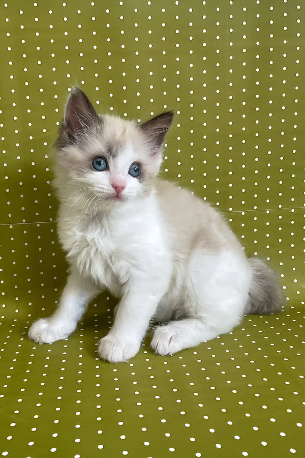 Bel | ragdoll kitten