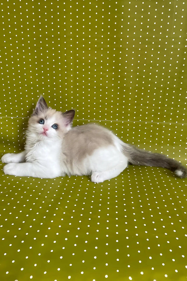 Bel | ragdoll kitten