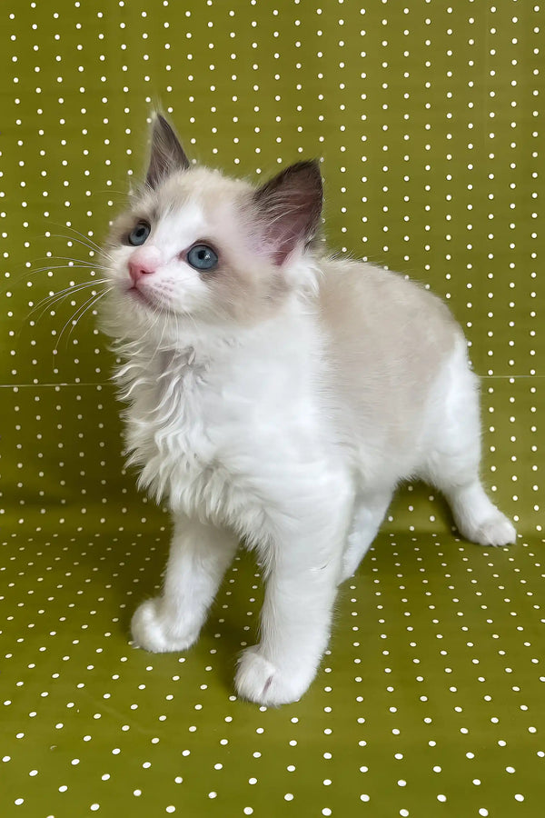 Bel | ragdoll kitten