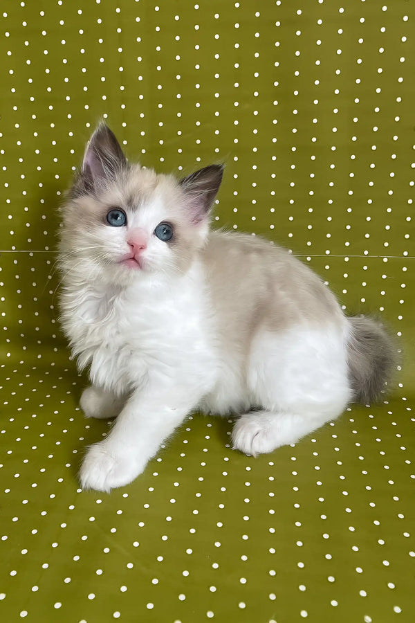 Bel | ragdoll kitten