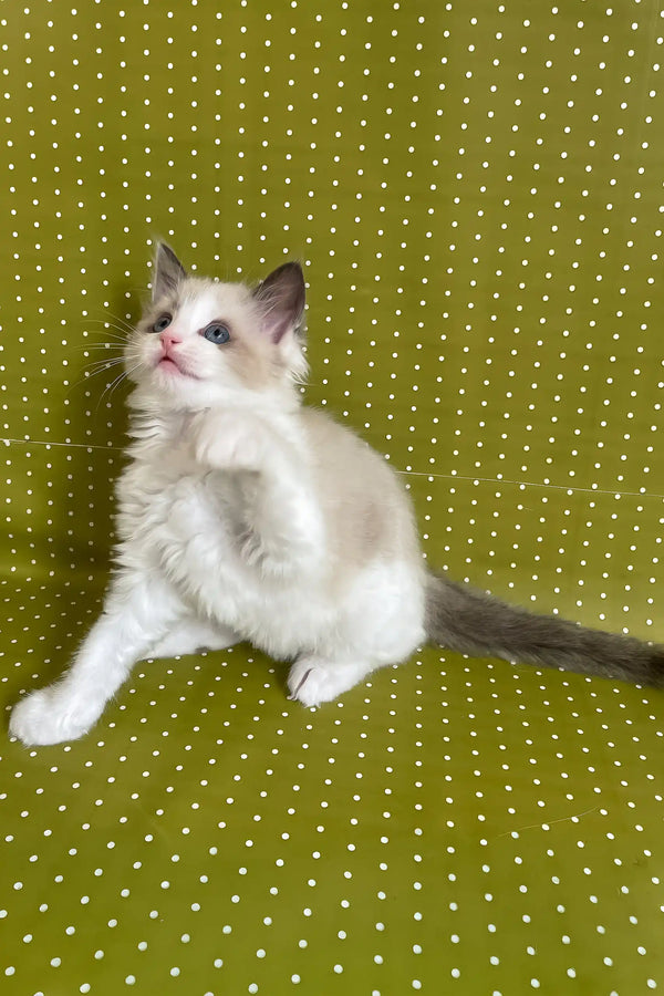 Bel | ragdoll kitten