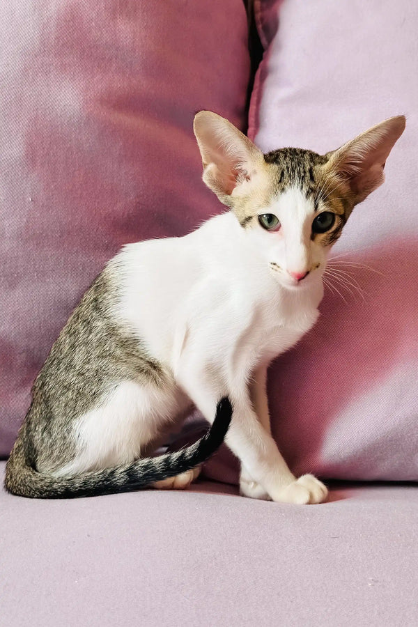 Belissimo | oriental shorthair kitten