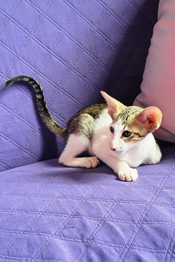 Belissimo | oriental shorthair kitten