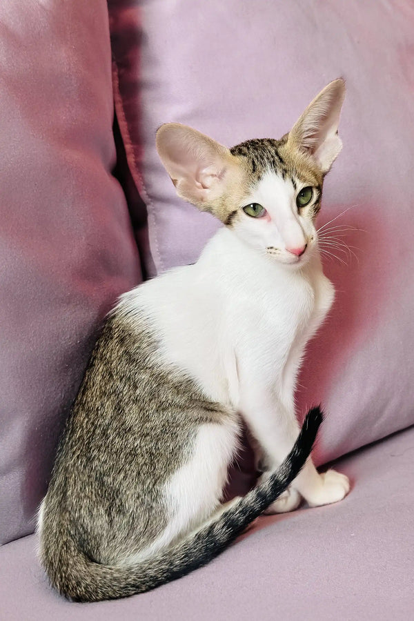 Belissimo | oriental shorthair kitten
