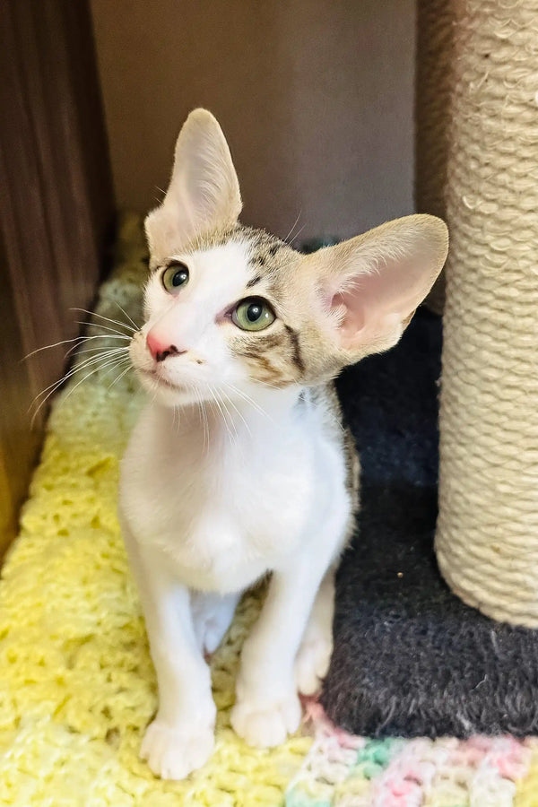 Belissimo | oriental shorthair kitten