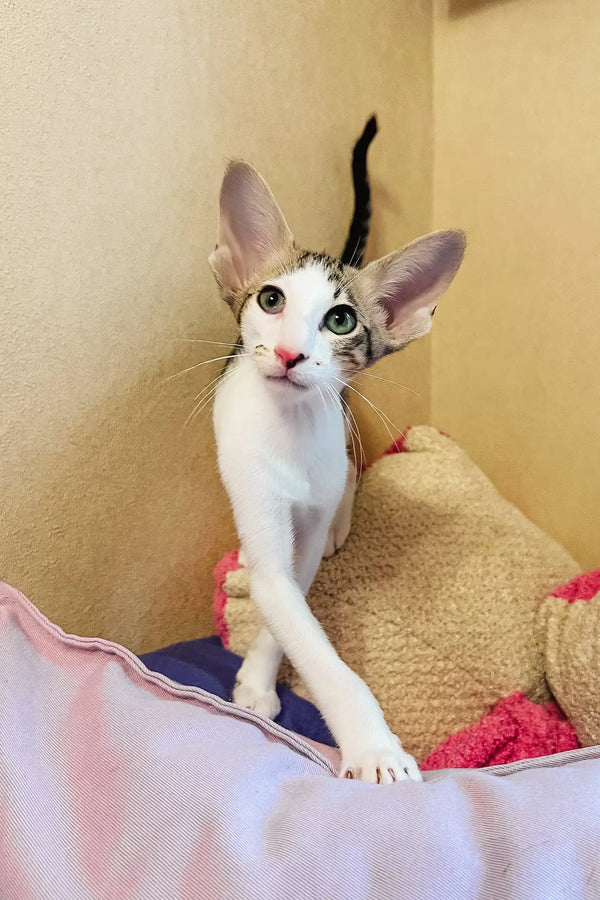 Belissimo | oriental shorthair kitten