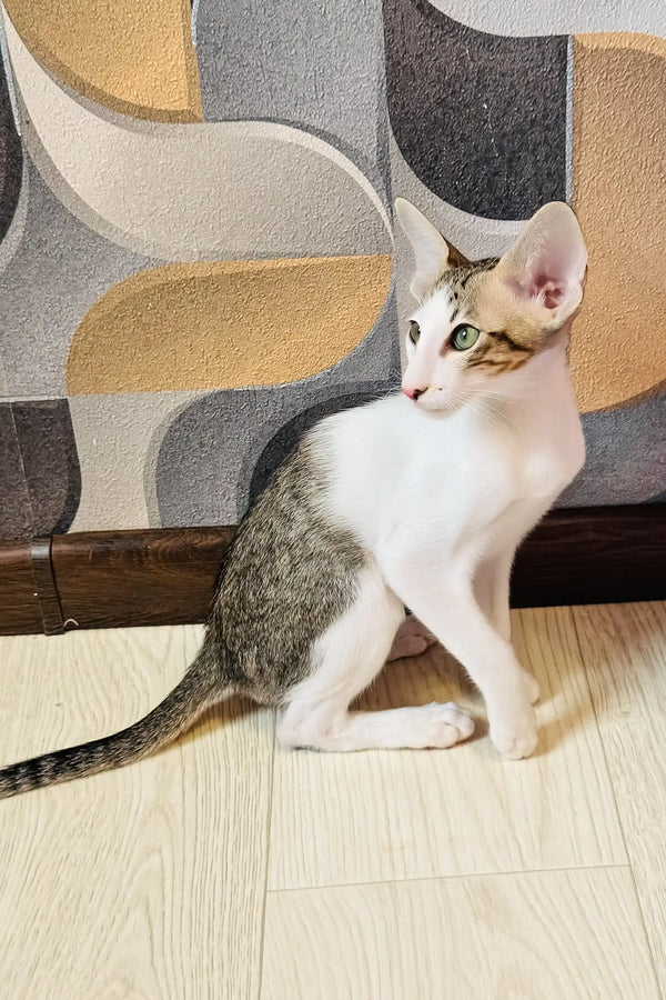 Belissimo | oriental shorthair kitten