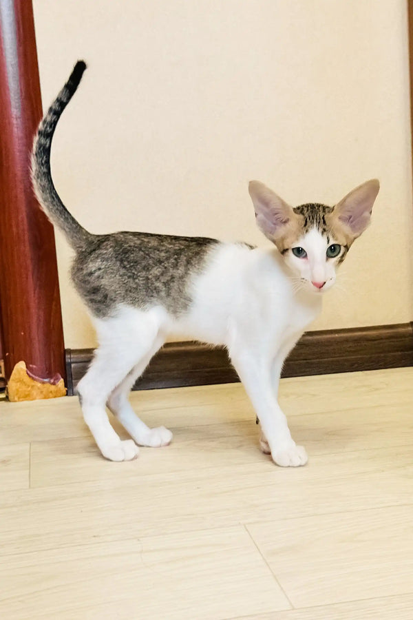 Belissimo | oriental shorthair kitten