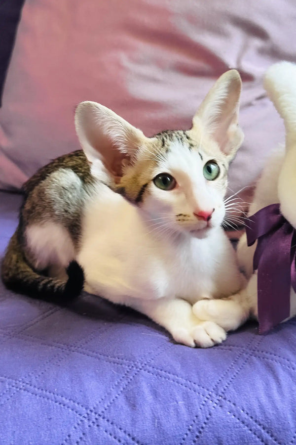 Belissimo | oriental shorthair kitten