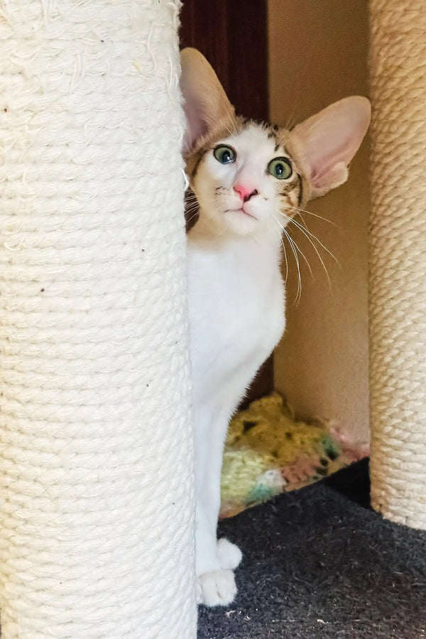 Belissimo | oriental shorthair kitten