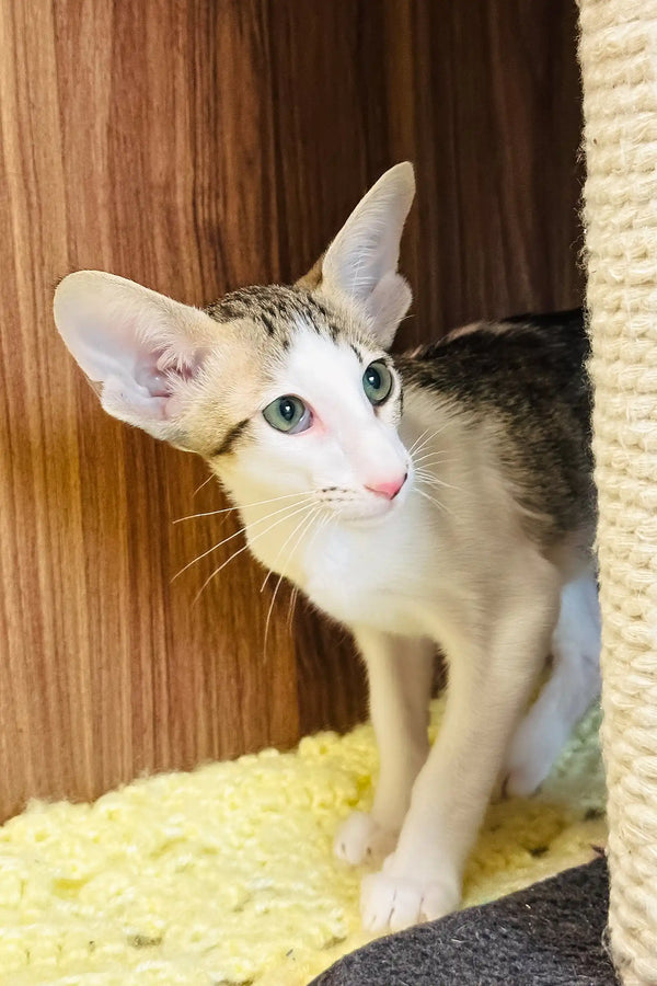 Belissimo | oriental shorthair kitten