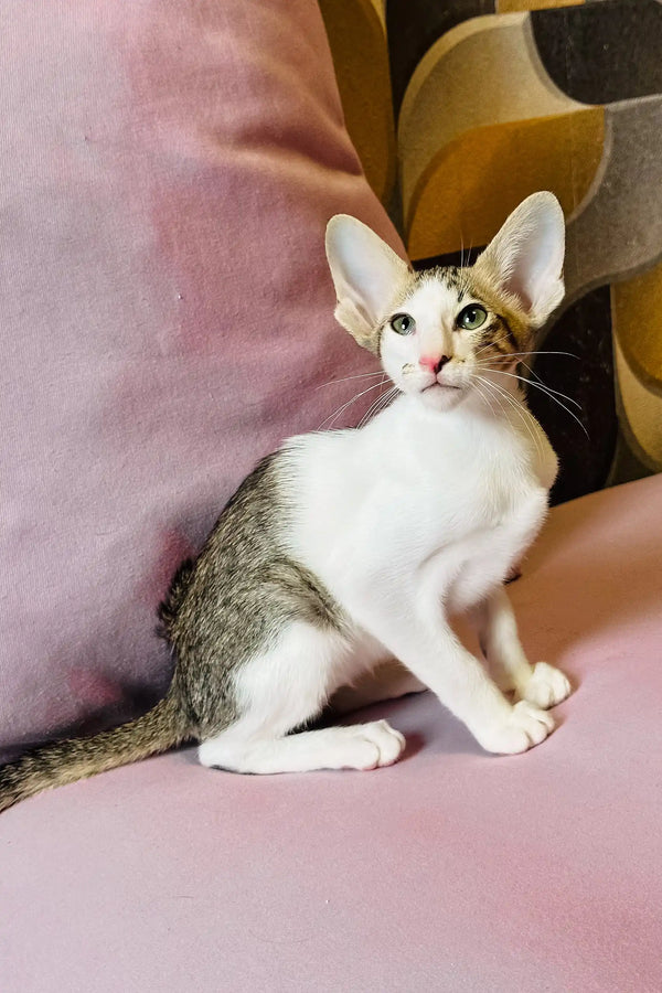 Belissimo | oriental shorthair kitten