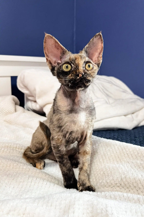 Alert mottled Devon Rex cat featured in Bella Devon Rex Kitten product