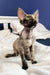 Cute Calico Devon Rex kitten named Bella, perfect for cuddles and playtime