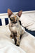 Bella the Devon Rex kitten with striking eyes looking playful and adorable