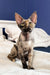 Rex cat with mottled fur on the Bella Devon Rex Kitten product page