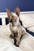 Tortoiseshell Devon Rex cat in the Bella Devon Rex Kitten product display