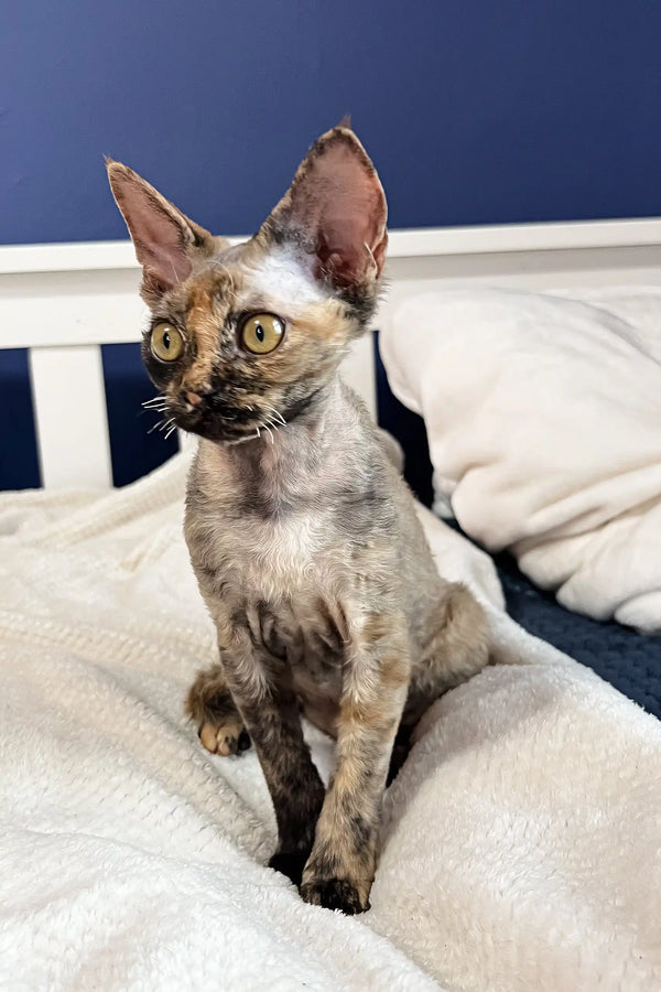 Tortoiseshell Cornish Rex Tortoiseshell Cornish Rex Colors Cornish