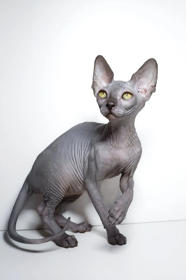 Hairless Sphynx kitten Bella with grey skin and bright green eyes