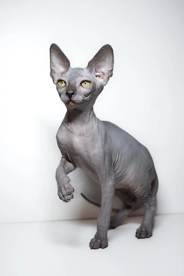 Adorable Hairless Sphynx kitten with grey skin and bright green eyes, Bella the Elf