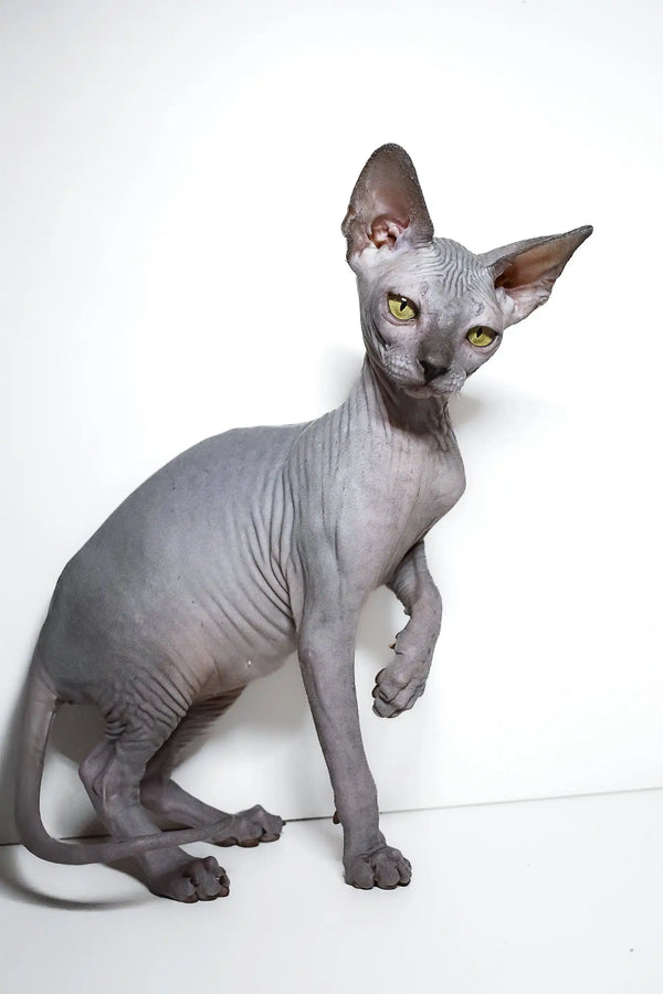 Adorable Hairless Sphynx cat with grey skin and big ears, perfect for Bella | Elf Sphynx Kitten