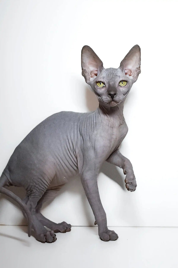 Hairless grey Sphynx kitten Bella with bright yellow eyes, looking cute and playful
