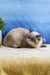 Gray and white Exotic Shorthair kitten named Bella looking adorable and playful