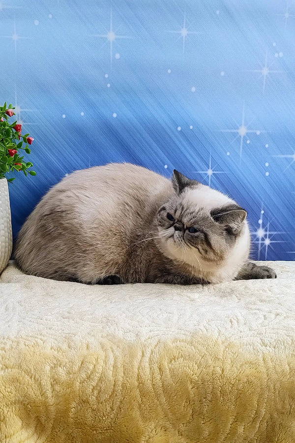 Gray and white Exotic Shorthair kitten named Bella looking adorable and playful