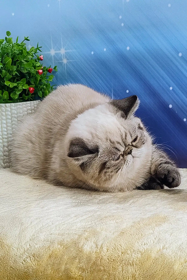 Sleeping gray and white cat in Bella Exotic Shorthair Kitten product display