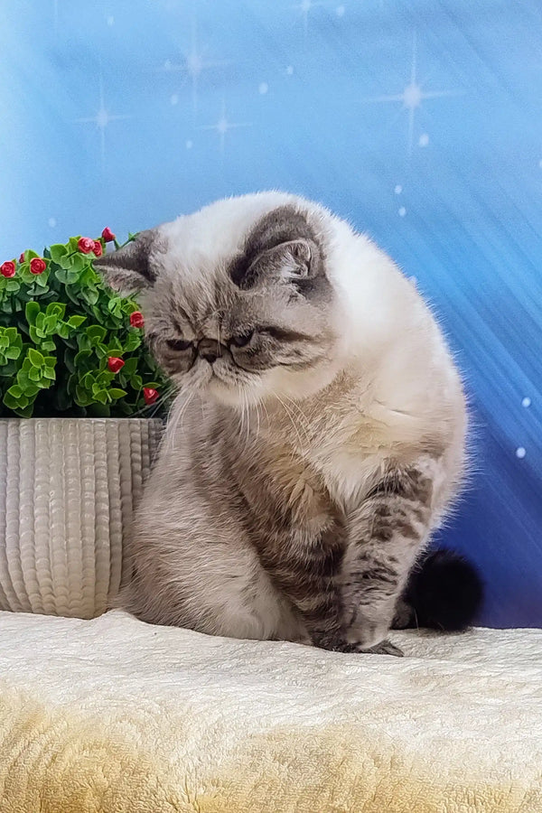Sad gray and white Persian cat in Bella Exotic Shorthair Kitten product display