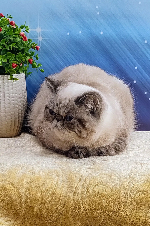 Gray and white Persian cat lounging in Bella Exotic Shorthair Kitten product display