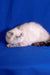 Cream-colored Himalayan cat with dark points relaxing, featured in Bella Exotic Shorthair Kitten