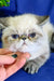 Grumpy Himalayan cat with blue eyes for Bella Exotic Shorthair Kitten product