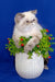 Himalayan cat chilling in a white planter with flowers, showcasing Bella kitten