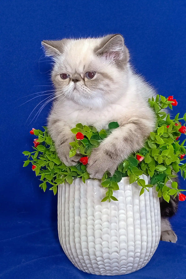 Grumpy Persian cat chilling in white planter with flowers for Bella Exotic Shorthair