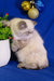 White fluffy kitten next to a potted plant, showcasing Bella the Exotic Shorthair