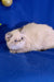 White Persian cat lounging cutely, perfect companion from Bella Exotic Shorthair Kitten