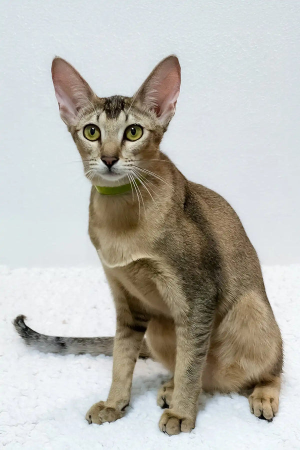 Bella | oriental shorthair kitten