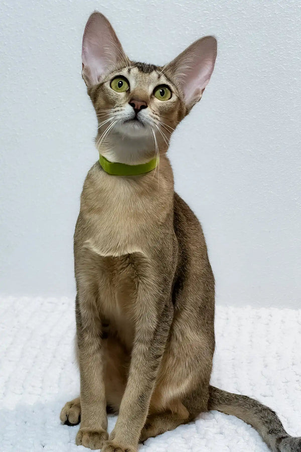 Bella | oriental shorthair kitten