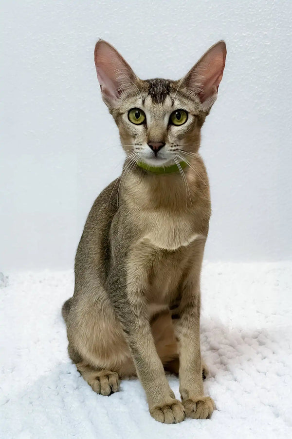 Bella | oriental shorthair kitten