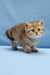 Bella | scottish straight kitten